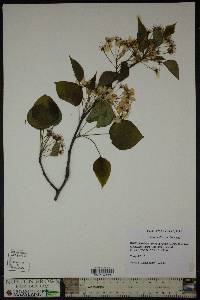 Pyrus calleryana image