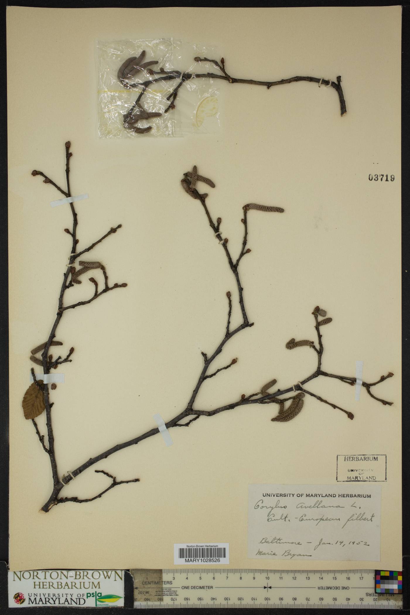 Corylus avellana image