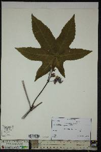 Ricinus communis image