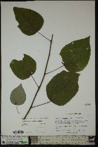 Populus grandidentata image