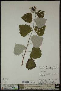 Populus alba image