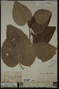 Populus grandidentata image