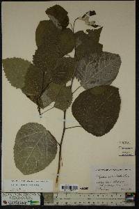 Populus grandidentata image