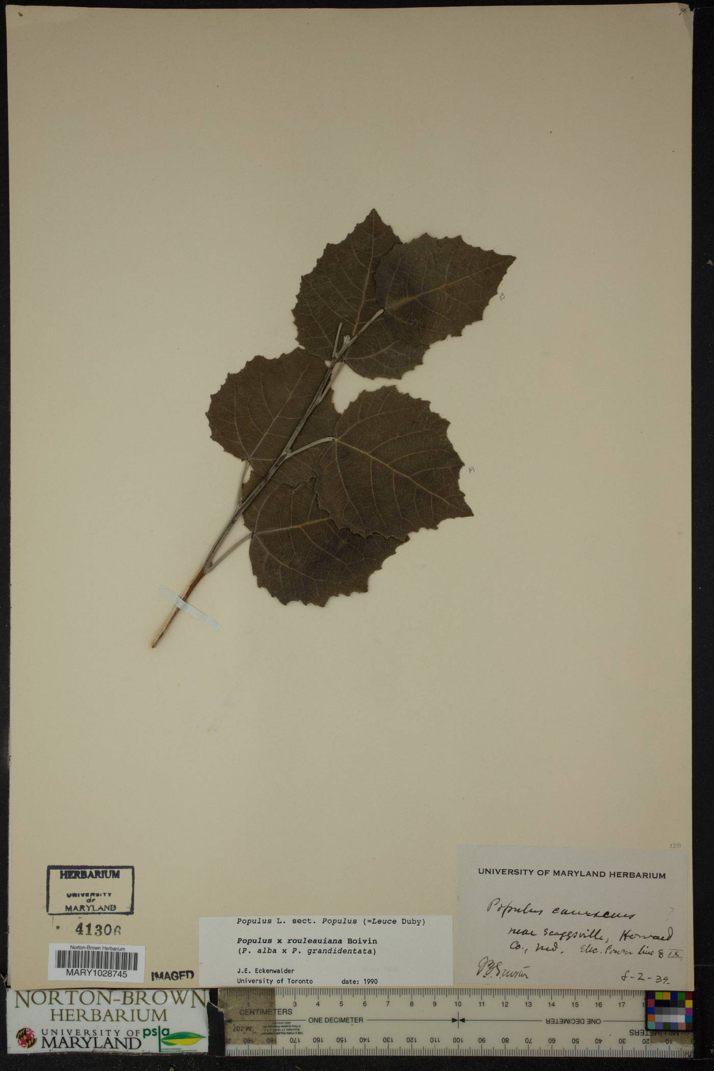 Populus x rouleauiana image