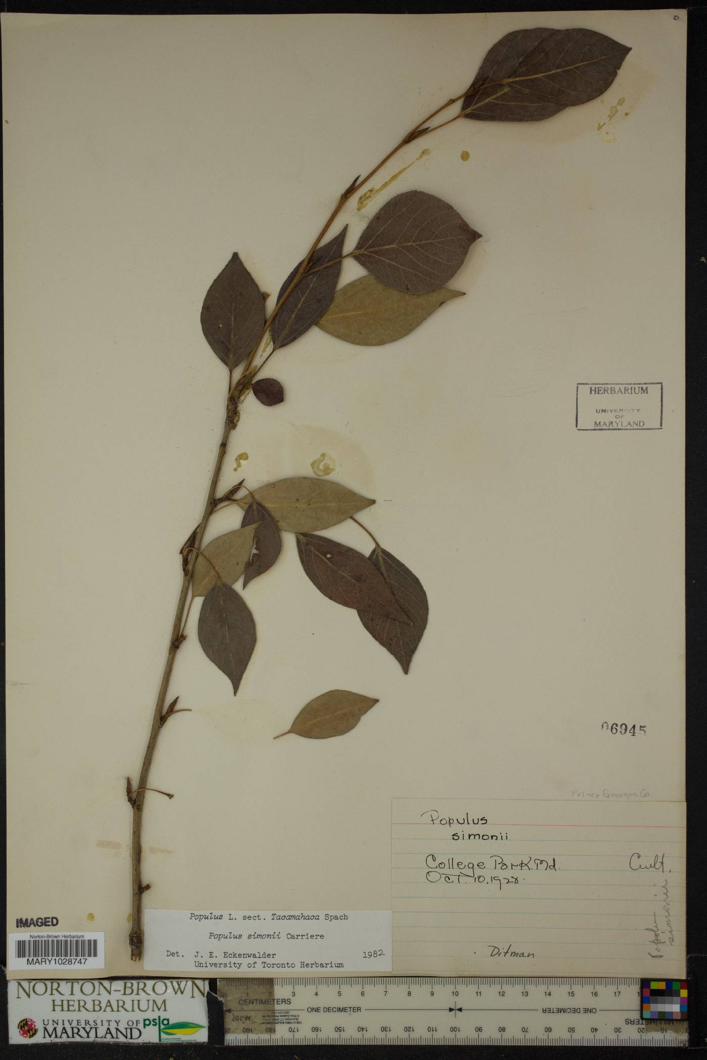 Populus simonii image