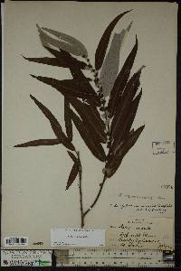 Salix caroliniana image