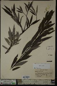 Salix sericea image