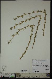 Salix x sepulcralis image