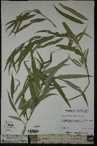 Salix x sepulcralis image