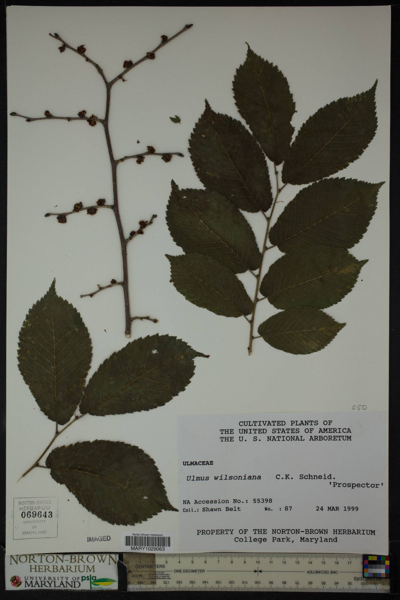 Ulmus wilsoniana image