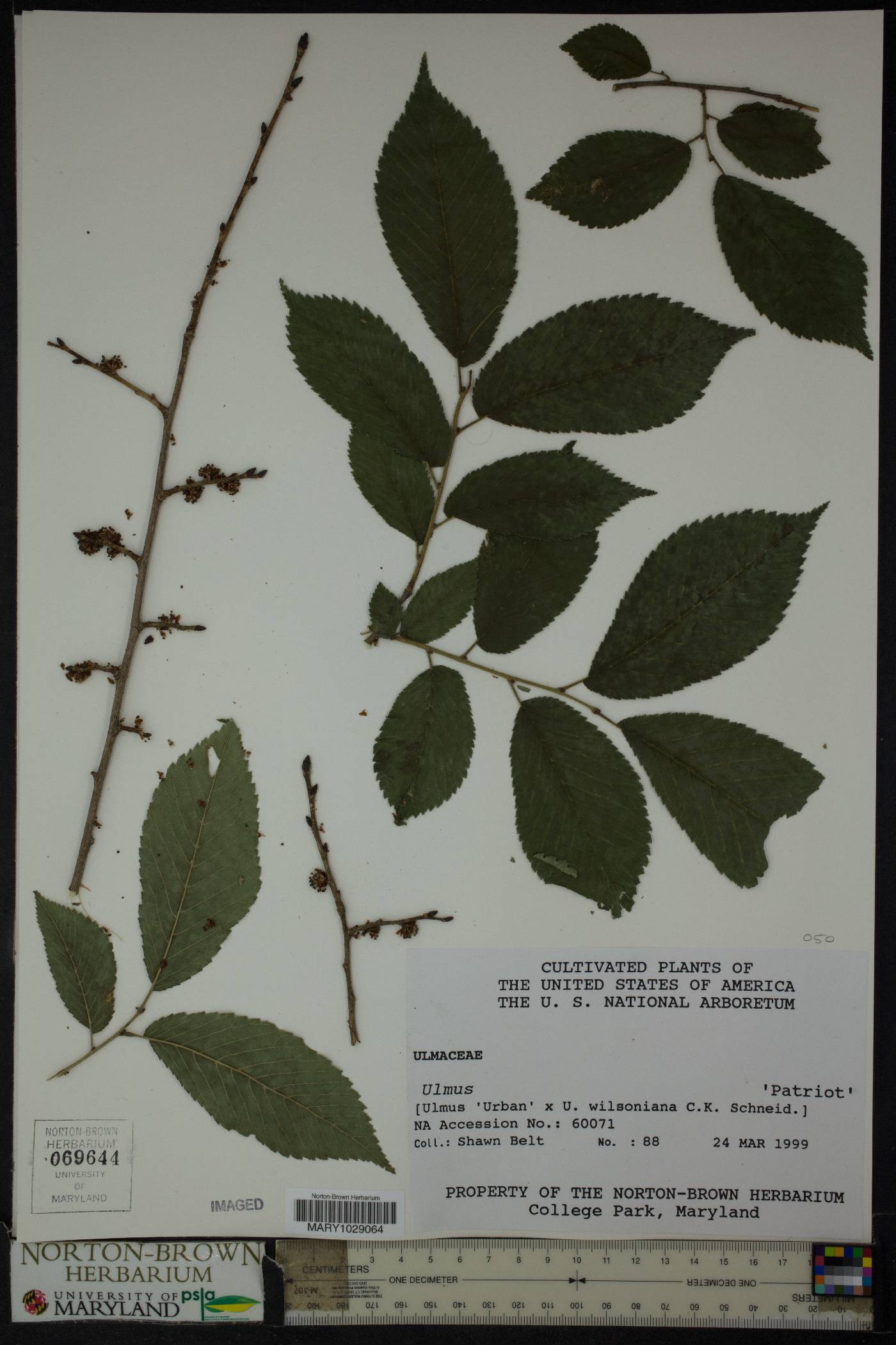 Ulmus wilsoniana image