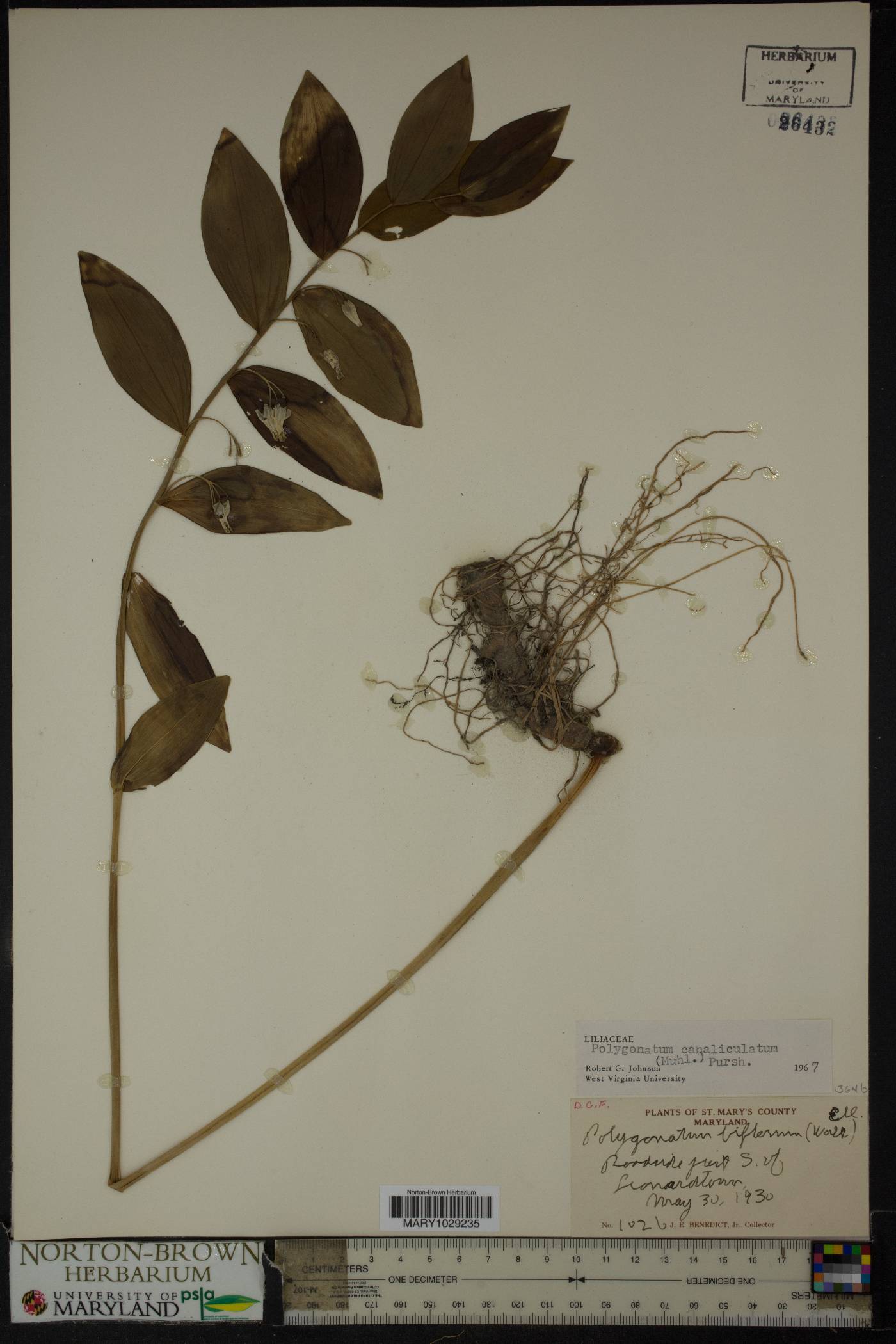 Polygonatum biflorum var. commutatum image