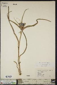 Tradescantia ohiensis image