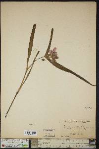 Tradescantia virginiana image