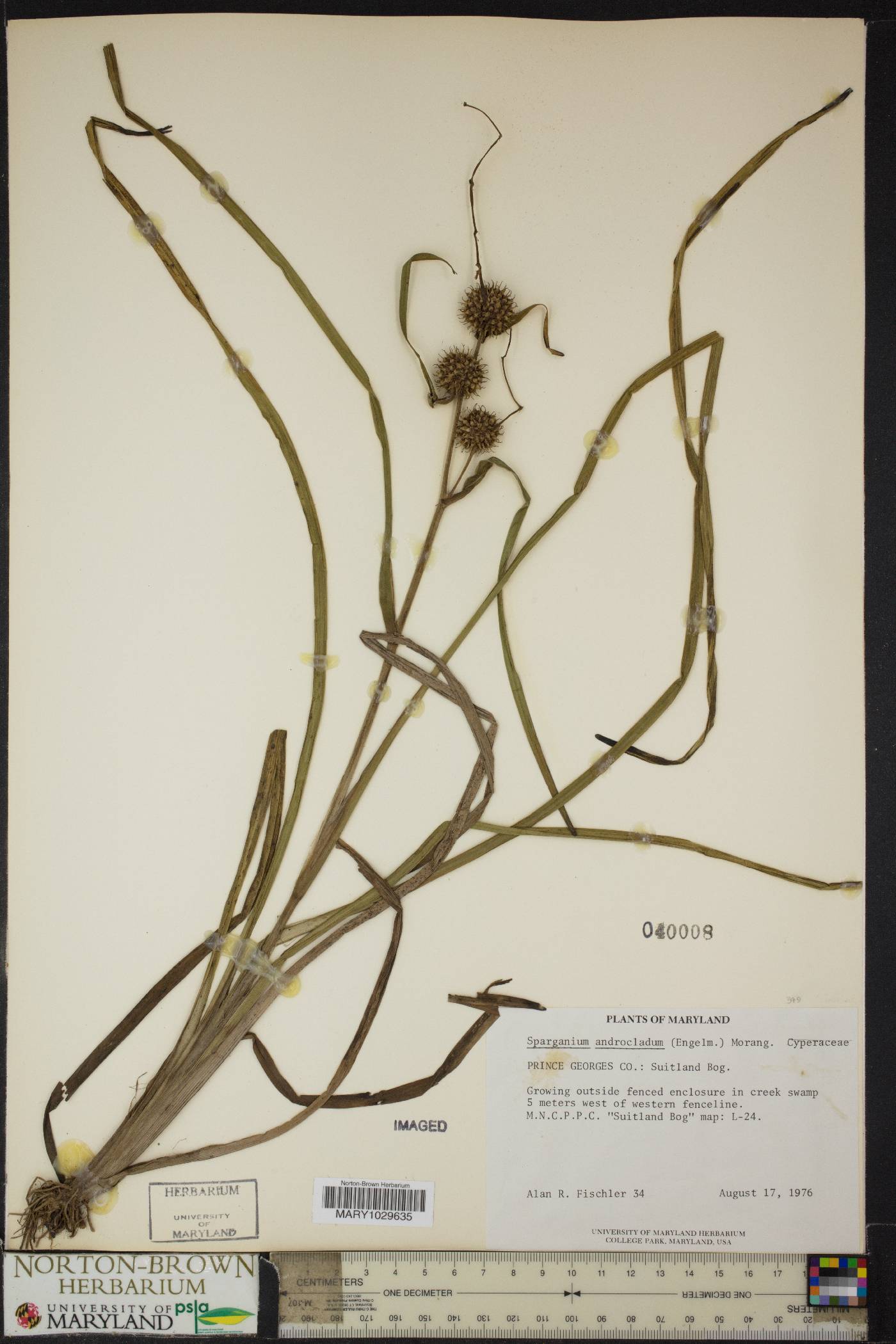 Sparganium androcladum image