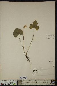 Viola palmata image