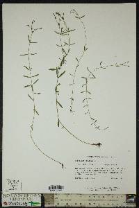 Hypericum canadense image