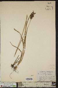 Juncus biflorus image