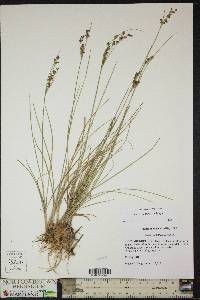 Juncus compressus image