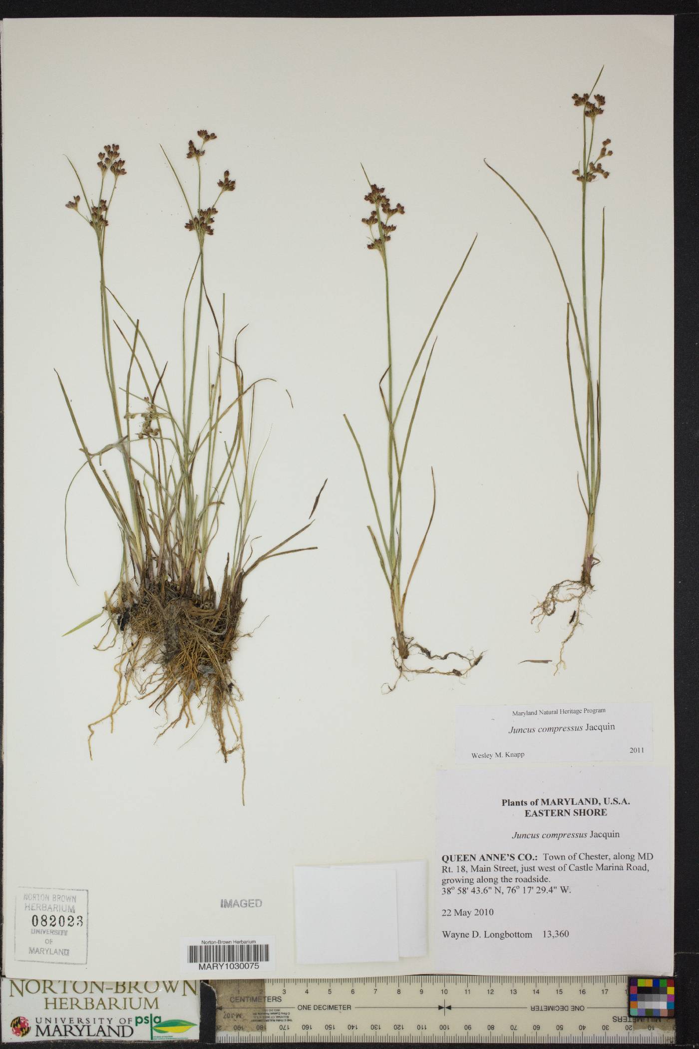 Juncus compressus image