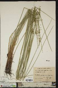 Juncus effusus var. solutus image