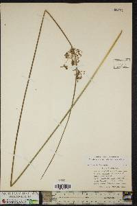 Juncus effusus var. solutus image