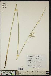 Juncus effusus var. solutus image