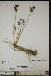 Juncus scirpoides image