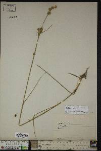 Juncus scirpoides image