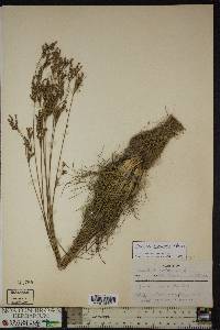 Juncus secundus image