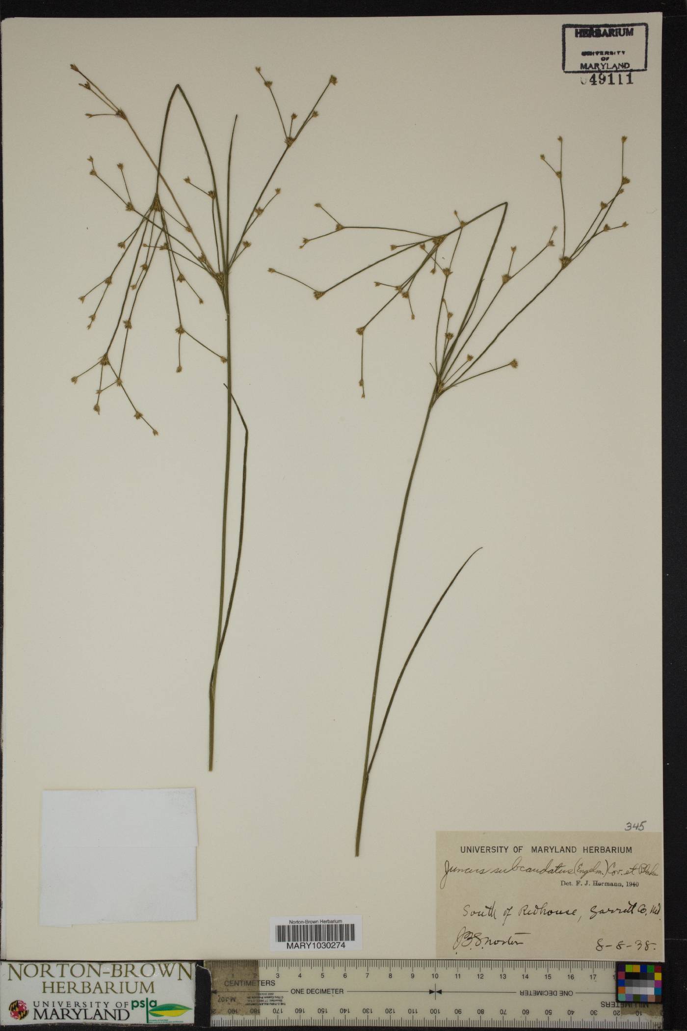 Juncus subcaudatus image