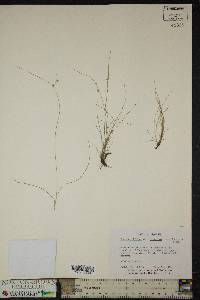 Juncus monanthos image