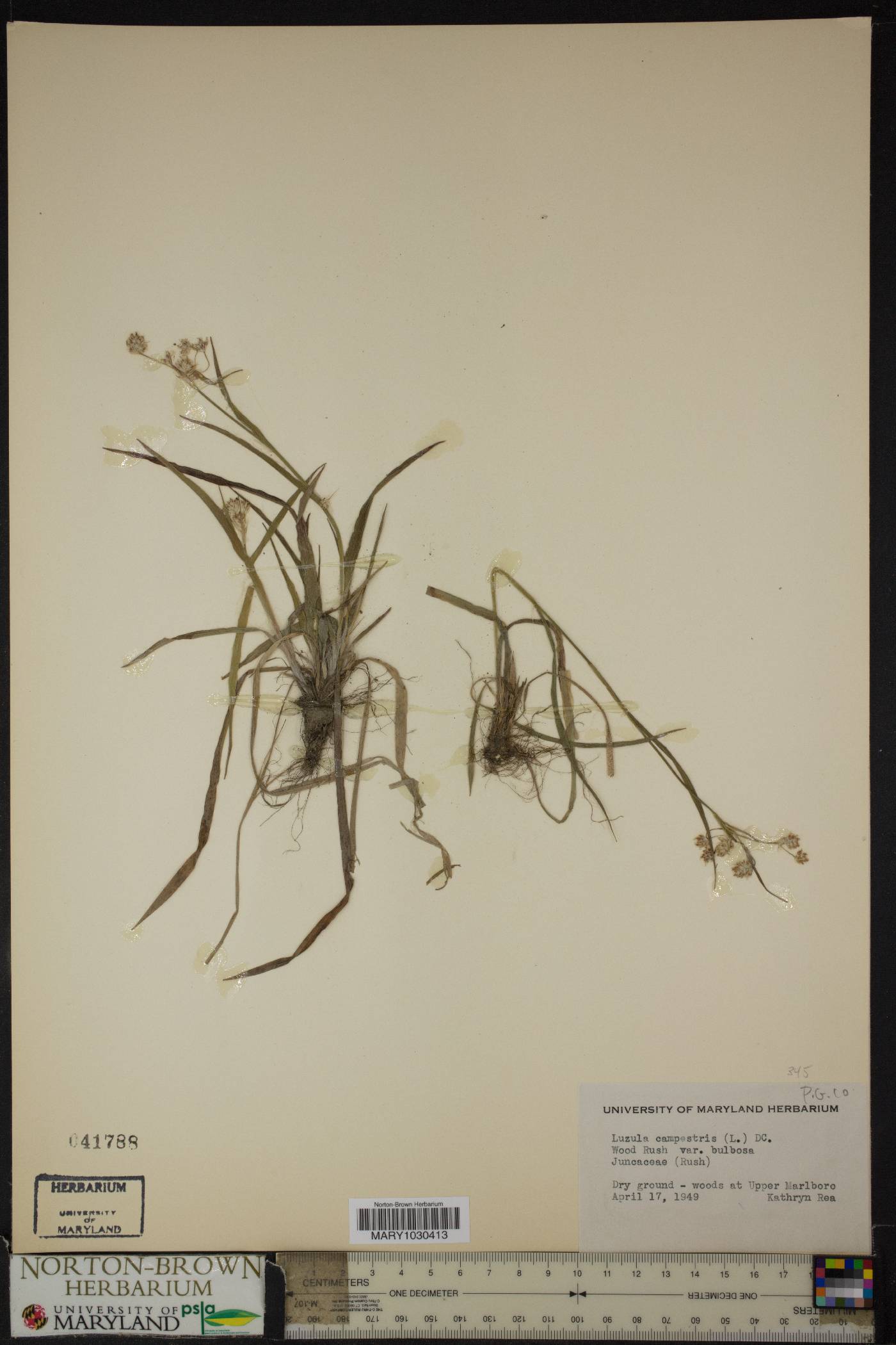 Luzula campestris var. bulbosa image