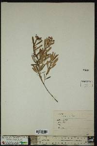 Hypericum densiflorum image