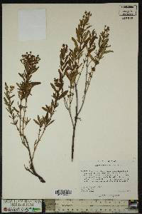 Hypericum densiflorum image