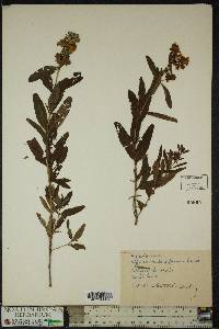 Hypericum densiflorum image