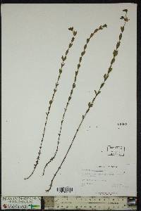 Hypericum denticulatum image