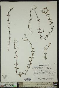 Hypericum denticulatum var. ovalifolium image