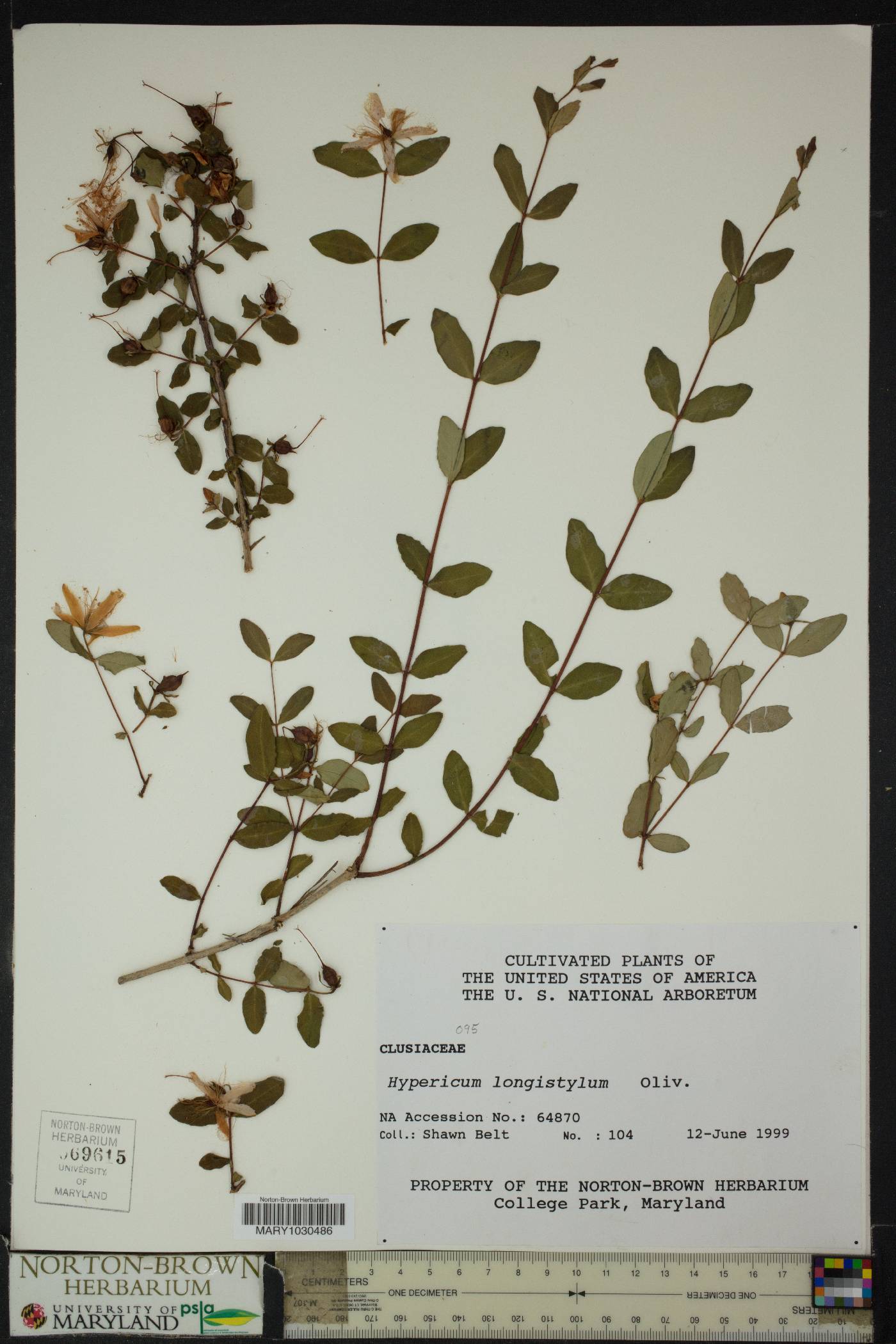 Hypericum longistylum image