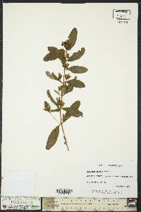 Hypericum walteri image