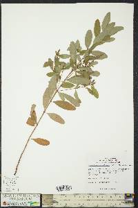 Hypericum tubulosum image