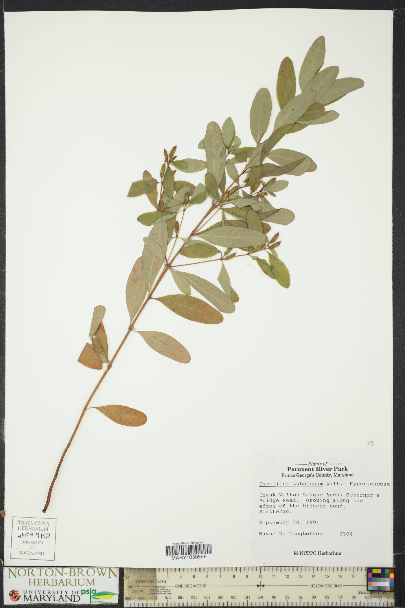 Hypericum tubulosum image