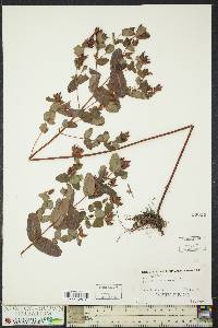 Hypericum virginicum image