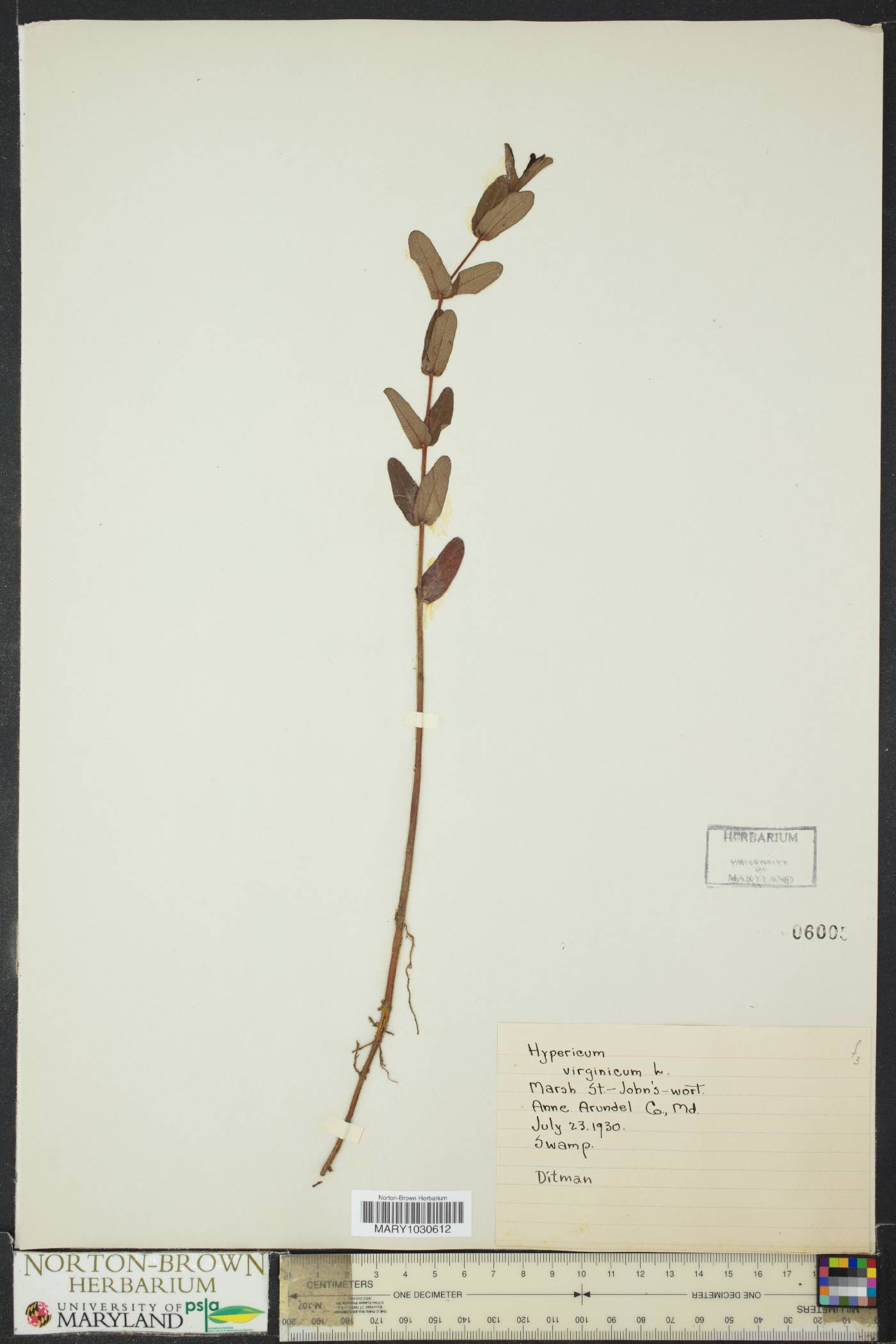 Hypericum virginicum image