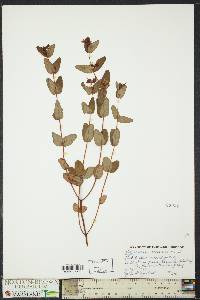 Hypericum virginicum image