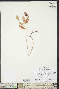 Hypericum virginicum image