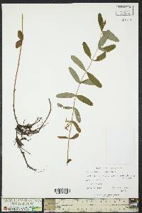 Hypericum virginicum image