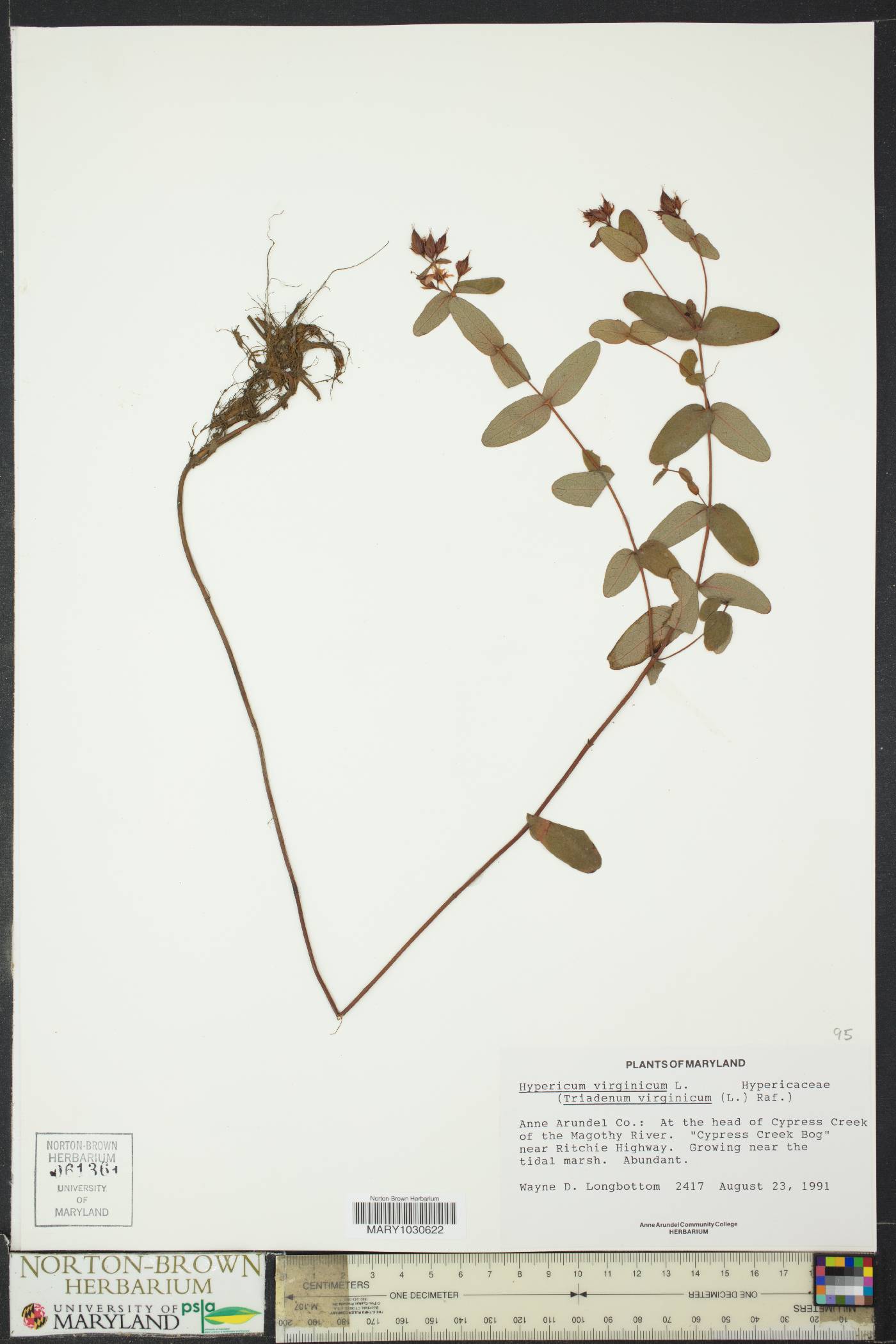 Hypericum virginicum image