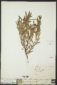 Hypericum prolificum image