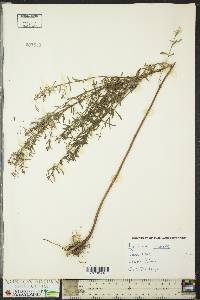 Lythrum lineare image